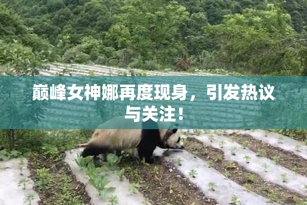 巅峰女神娜再度现身，引发热议与关注！