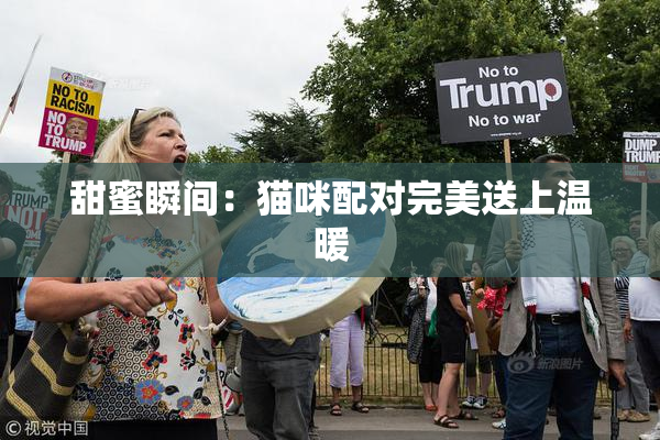 甜蜜瞬间：猫咪配对完美送上温暖