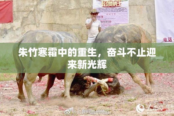 朱竹寒霜中的重生，奋斗不止迎来新光辉