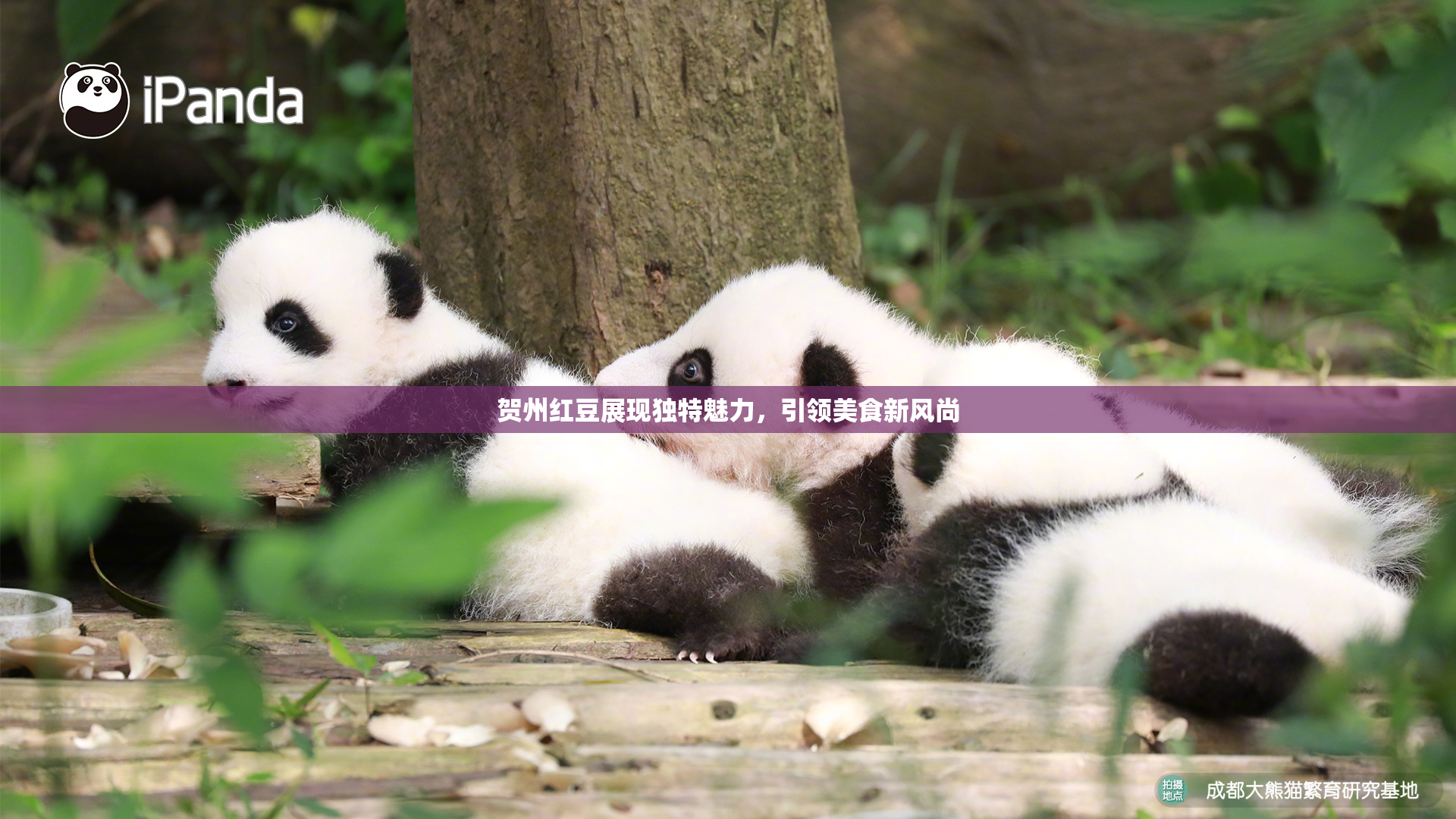 贺州红豆展现独特魅力，引领美食新风尚