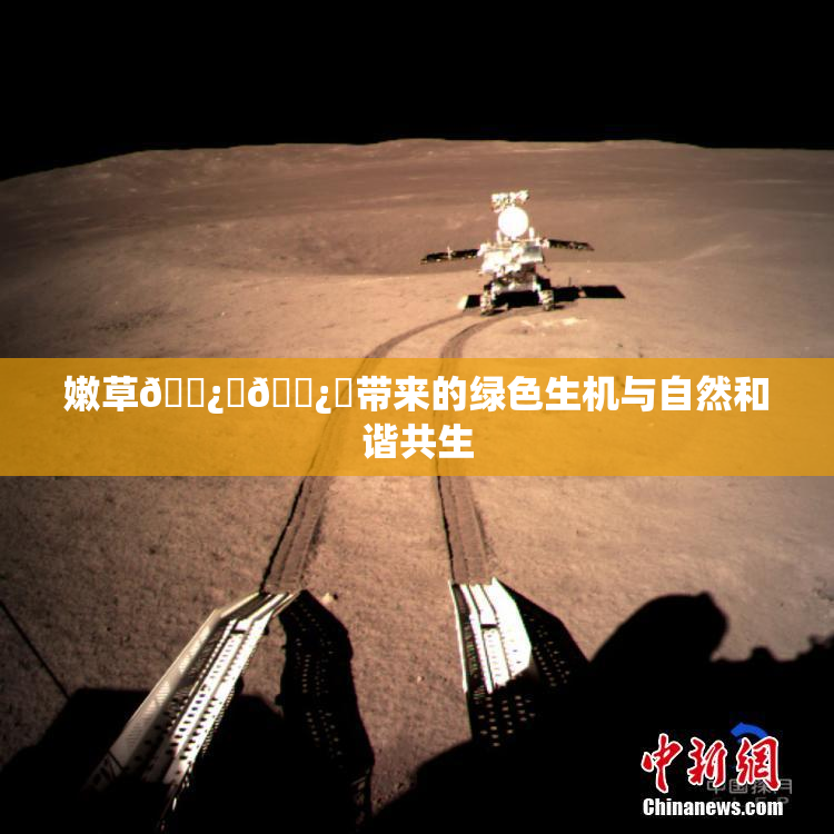 嫩草🌿‌🌿‌带来的绿色生机与自然和谐共生