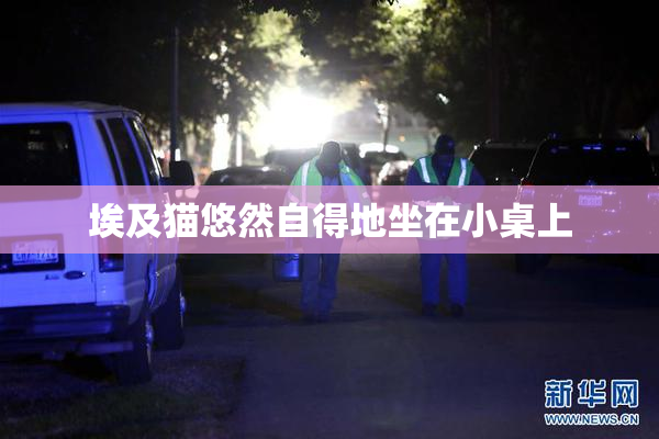 埃及猫悠然自得地坐在小桌上