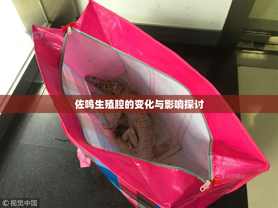 佐鸣生殖腔的变化与影响探讨