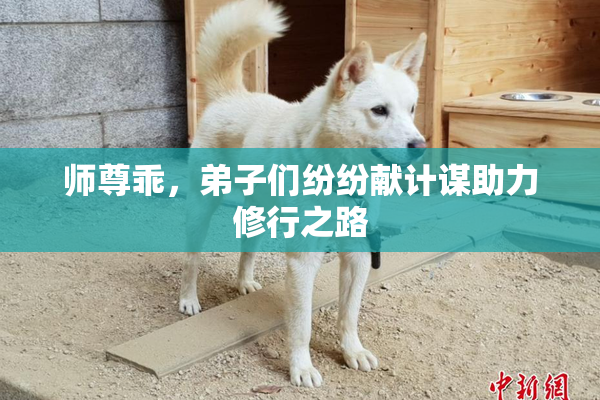 师尊乖，弟子们纷纷献计谋助力修行之路