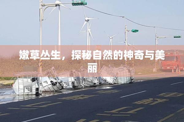 嫩草丛生，探秘自然的神奇与美丽