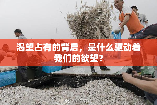渴望占有的背后，是什么驱动着我们的欲望？