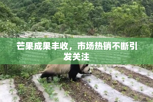 芒果成果丰收，市场热销不断引发关注