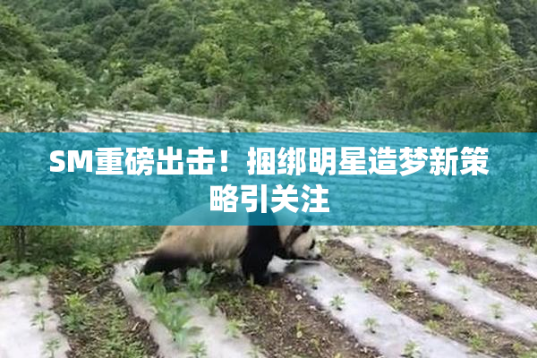 SM重磅出击！捆绑明星造梦新策略引关注