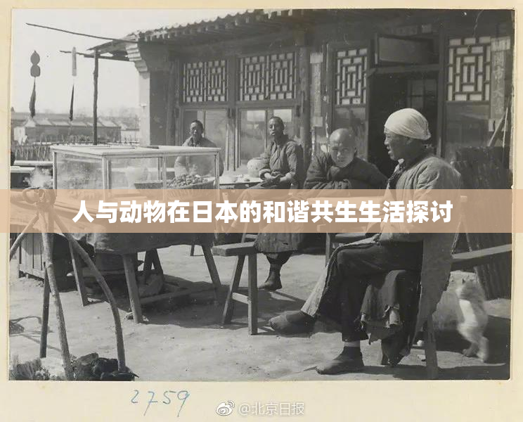 人与动物在日本的和谐共生生活探讨