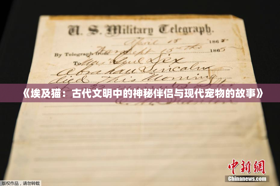 《埃及猫：古代文明中的神秘伴侣与现代宠物的故事》