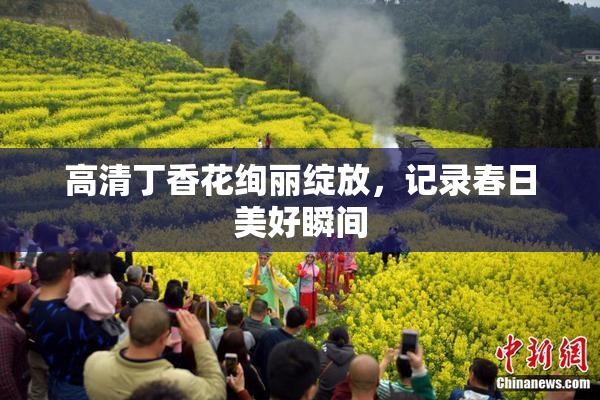高清丁香花绚丽绽放，记录春日美好瞬间