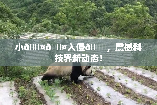 小🐤🐤入侵🍑，震撼科技界新动态！