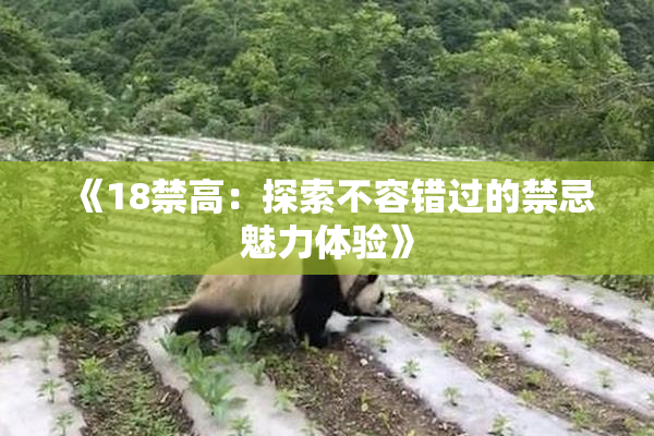 《18禁高：探索不容错过的禁忌魅力体验》