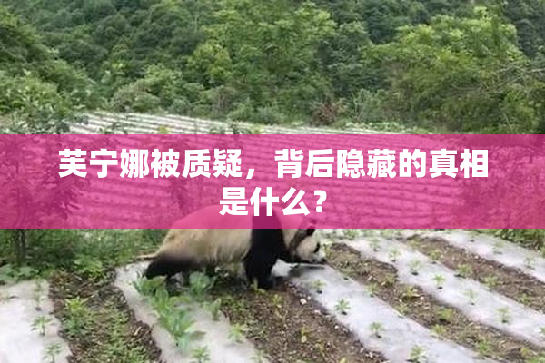 芙宁娜被质疑，背后隐藏的真相是什么？
