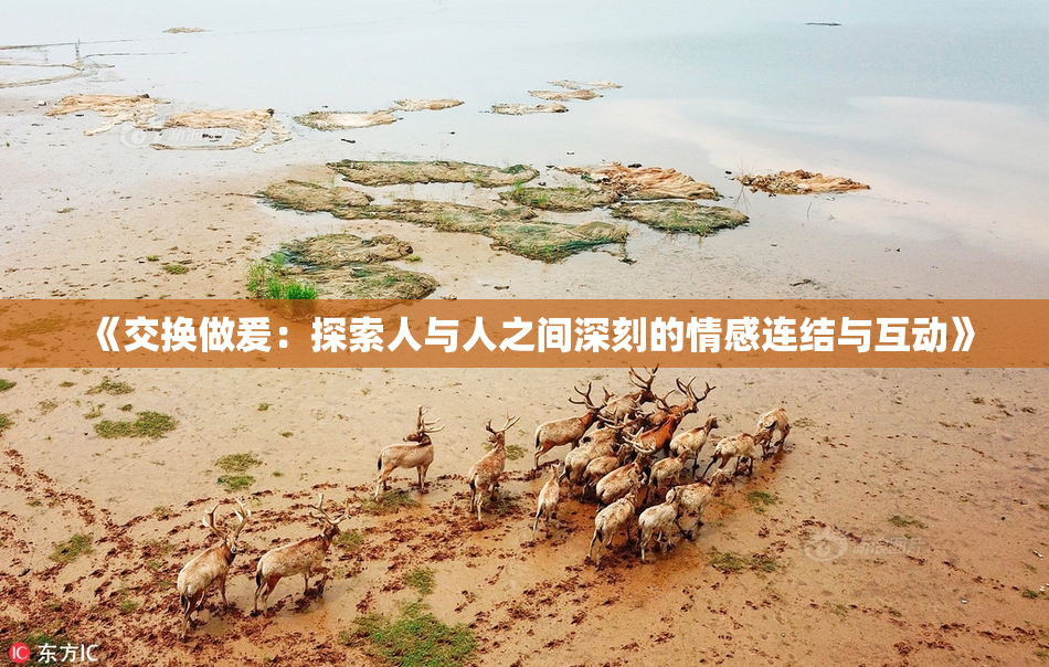 《交换做爰：探索人与人之间深刻的情感连结与互动》