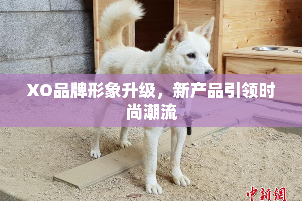 XO品牌形象升级，新产品引领时尚潮流