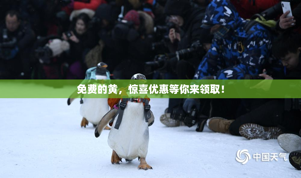 免费的黄，惊喜优惠等你来领取！