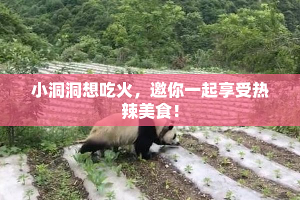 小洞洞想吃火，邀你一起享受热辣美食！