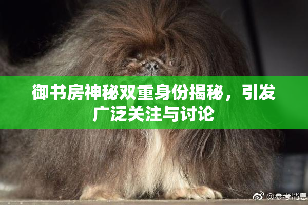 御书房神秘双重身份揭秘，引发广泛关注与讨论