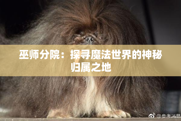 巫师分院：探寻魔法世界的神秘归属之地