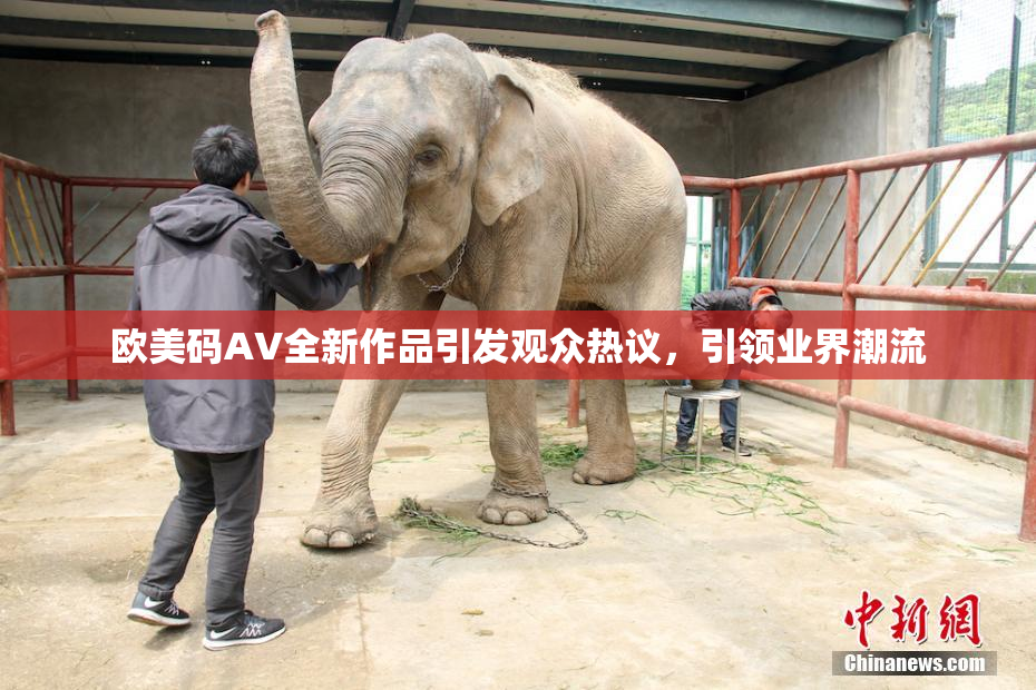 欧美码AV全新作品引发观众热议，引领业界潮流