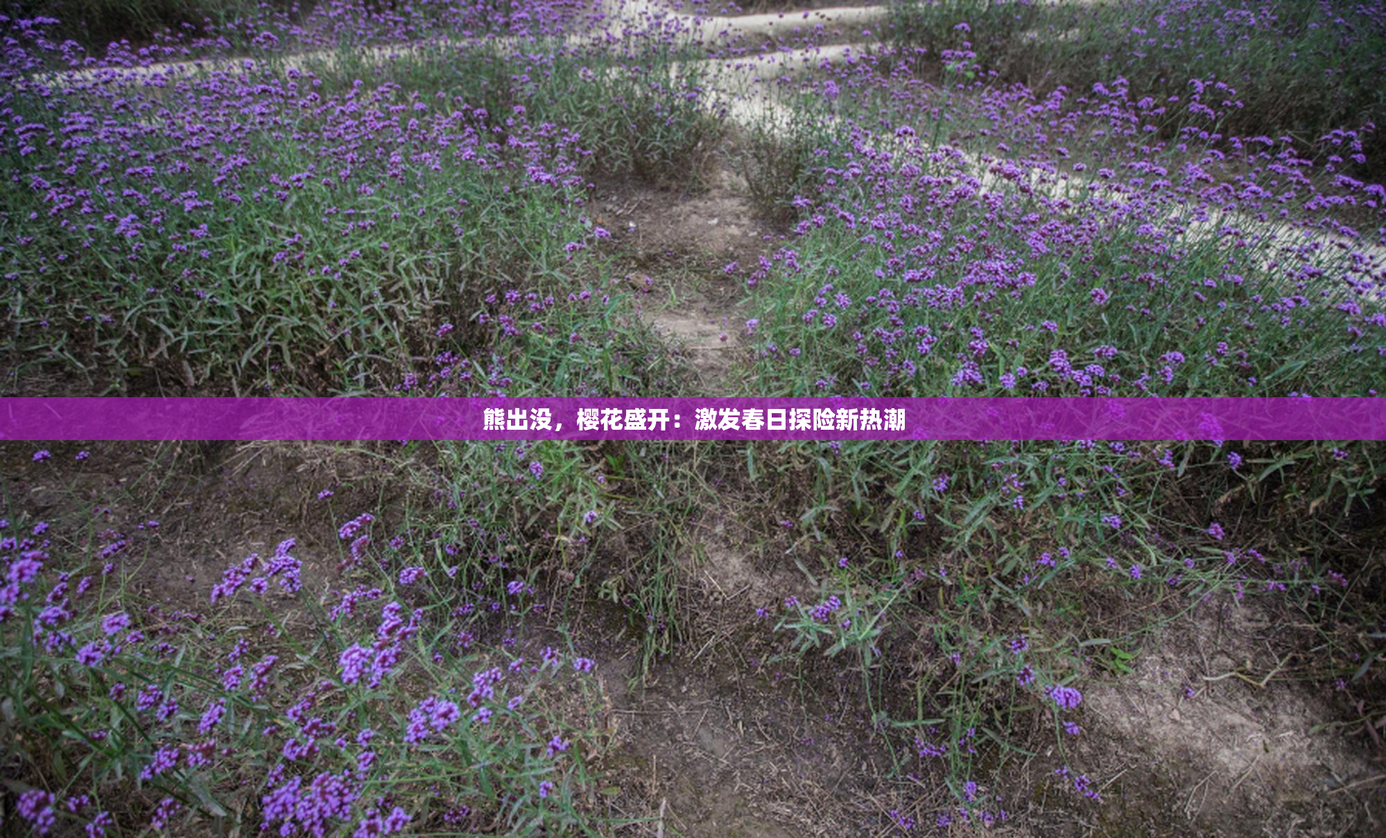 熊出没，樱花盛开：激发春日探险新热潮