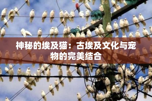 神秘的埃及猫：古埃及文化与宠物的完美结合