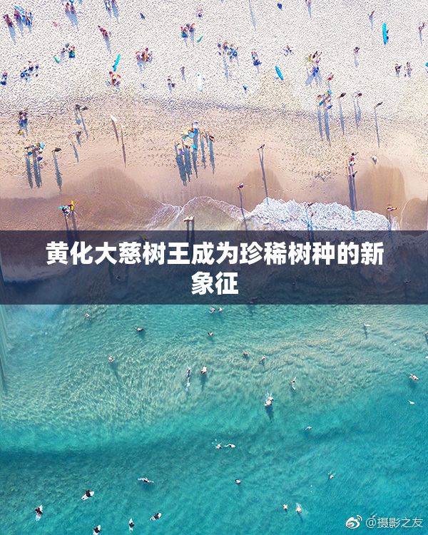 黄化大慈树王成为珍稀树种的新象征