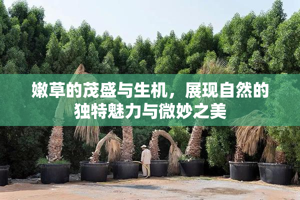 嫩草的茂盛与生机，展现自然的独特魅力与微妙之美