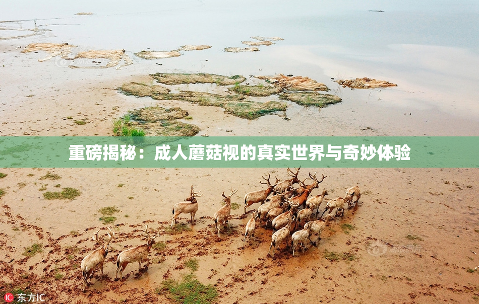 重磅揭秘：成人蘑菇视的真实世界与奇妙体验