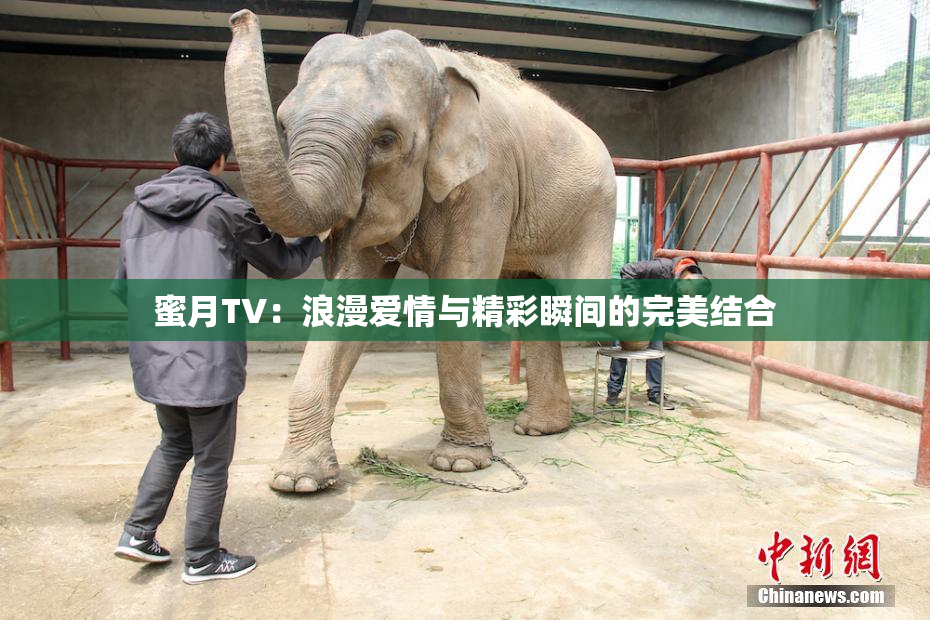 蜜月TV：浪漫爱情与精彩瞬间的完美结合