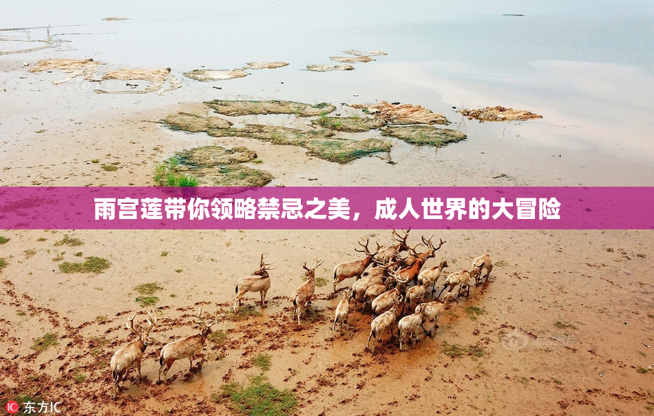 雨宫莲带你领略禁忌之美，成人世界的大冒险