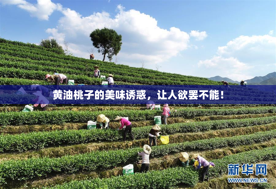 黄油桃子的美味诱惑，让人欲罢不能！