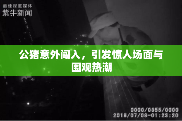 公猪意外闯入，引发惊人场面与围观热潮