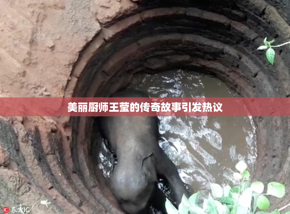 美丽厨师王莹的传奇故事引发热议