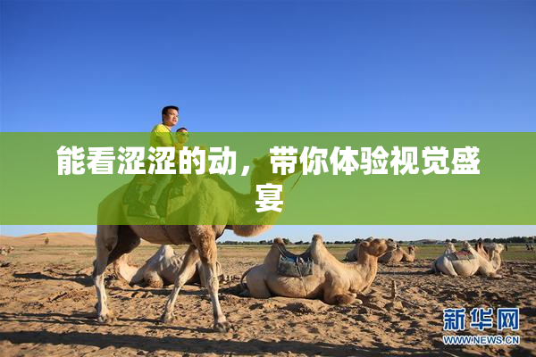 能看涩涩的动，带你体验视觉盛宴