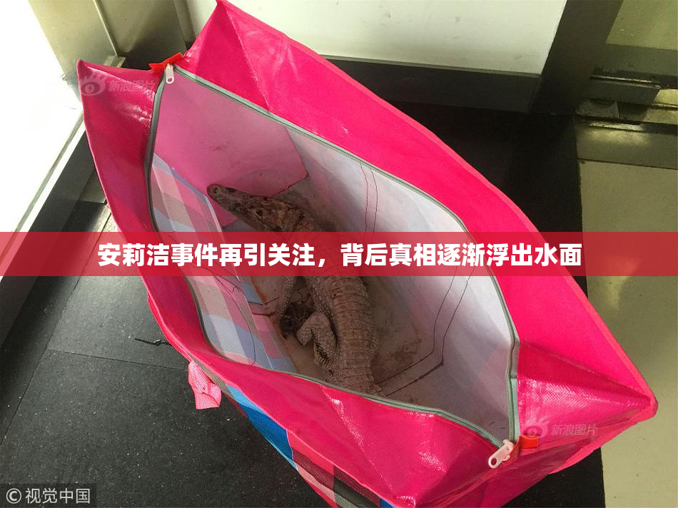 安莉洁事件再引关注，背后真相逐渐浮出水面