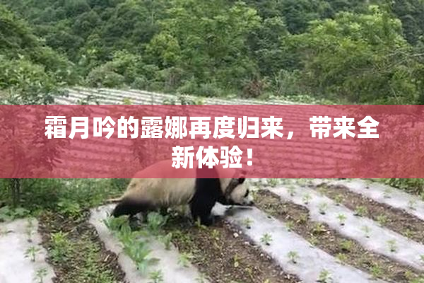 霜月吟的露娜再度归来，带来全新体验！