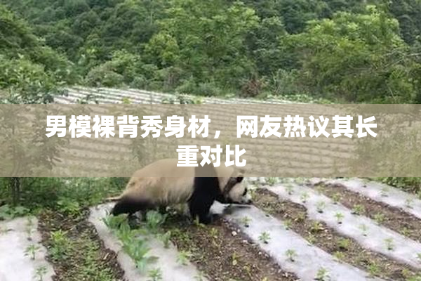 男模裸背秀身材，网友热议其长重对比