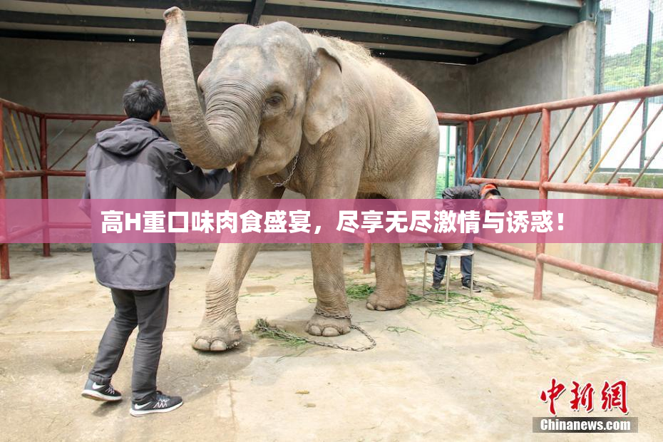 高H重口味肉食盛宴，尽享无尽激情与诱惑！