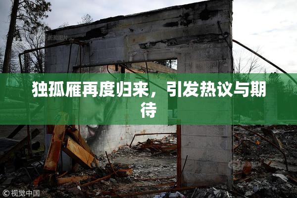 独孤雁再度归来，引发热议与期待