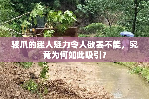 骇爪的迷人魅力令人欲罢不能，究竟为何如此吸引？