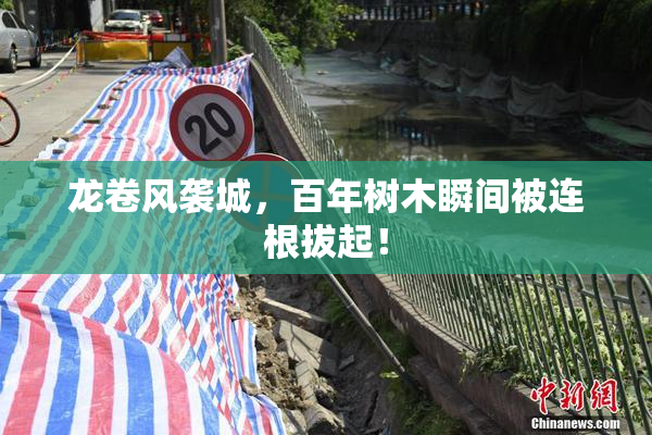 龙卷风袭城，百年树木瞬间被连根拔起！