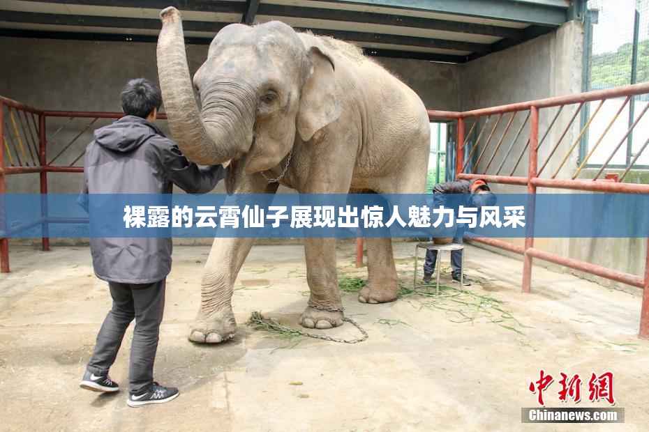 裸露的云霄仙子展现出惊人魅力与风采