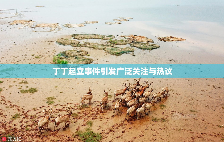 丁丁起立事件引发广泛关注与热议