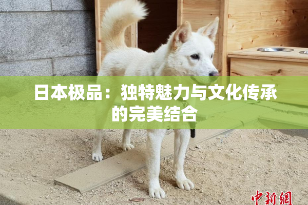 日本极品：独特魅力与文化传承的完美结合