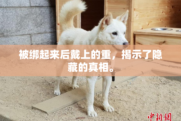 被绑起来后戴上的重，揭示了隐藏的真相。