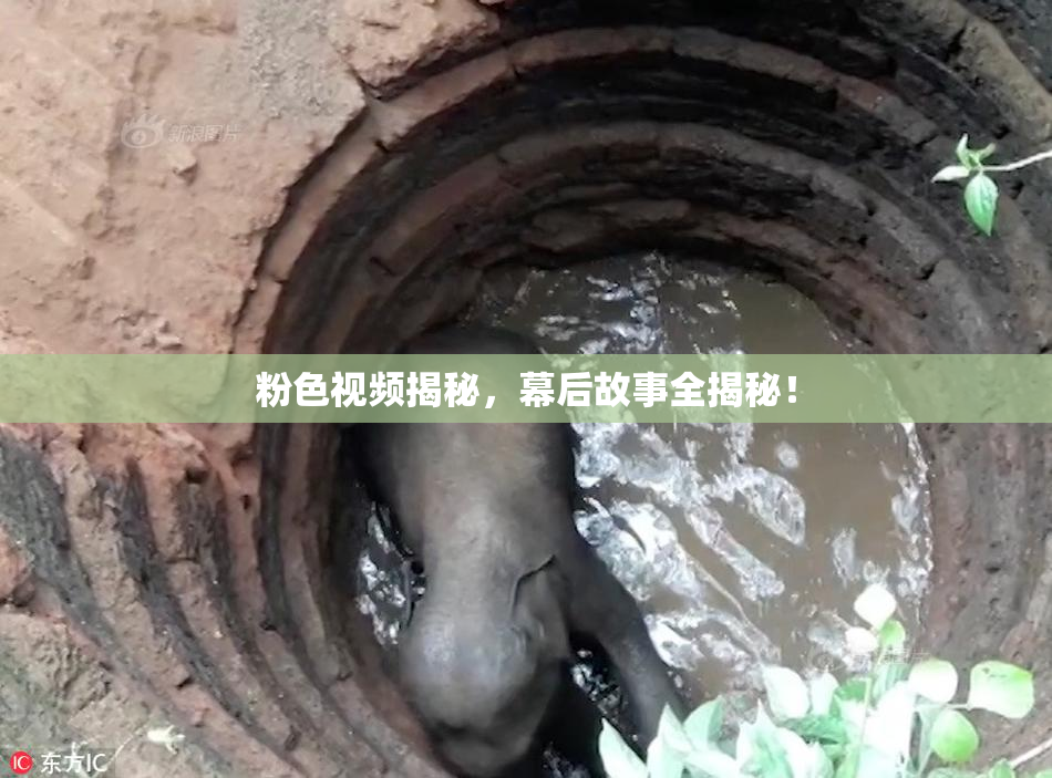 粉色视频揭秘，幕后故事全揭秘！