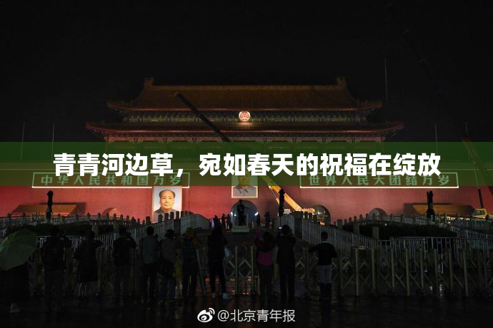 青青河边草，宛如春天的祝福在绽放