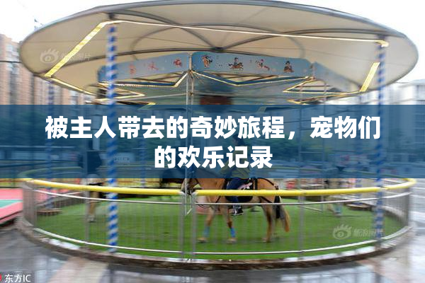 被主人带去的奇妙旅程，宠物们的欢乐记录